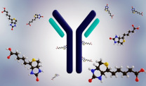 3D rendering of biotinylated antibody.