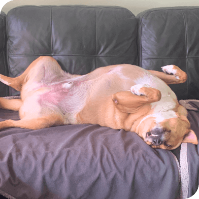 Happy dog with stomach exposed