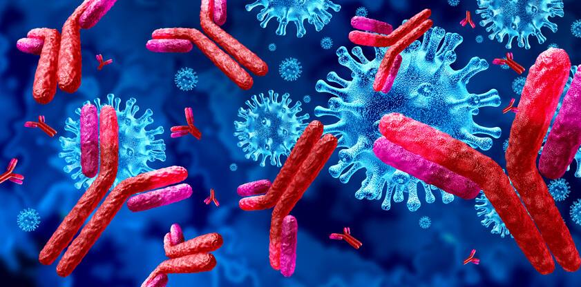 Antibody and Immunoglobulin concept as antibodies attacking contagious virus cells and pathogens