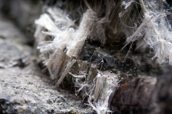 Asbestos chrysotile fibers