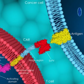 CAR T-cell therapy example