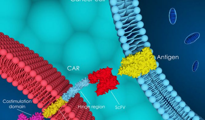 CAR T-cell therapy example