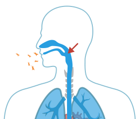 Asbestos Fibers Enter the Esophagus.