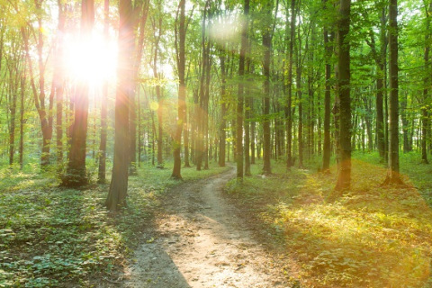 Forest trees. nature green wood sunlight