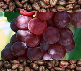 Red grapes