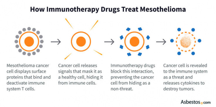 Diagram of how immunotherapy drugs treat mesothelioma