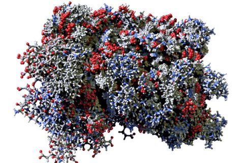 Red, blue and gray model of a human interferon molecule
