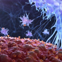 graphic of an Immune cell in action