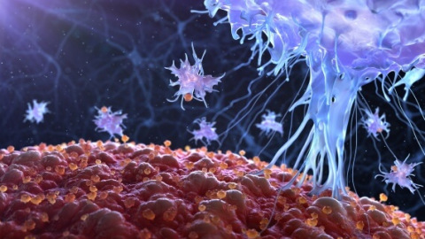 graphic of an Immune cell in action