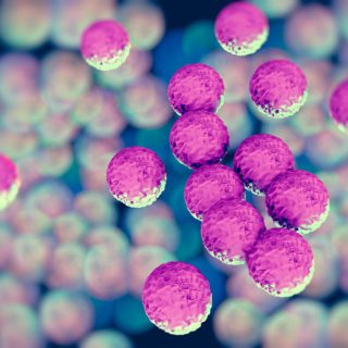 MRSA bacteria