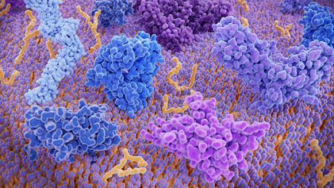 PD-1 and CTLA-4 T-cell receptors