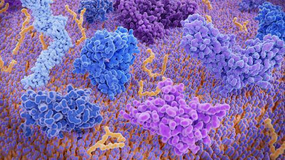 PD-1 and CTLA-4 T-cell receptors