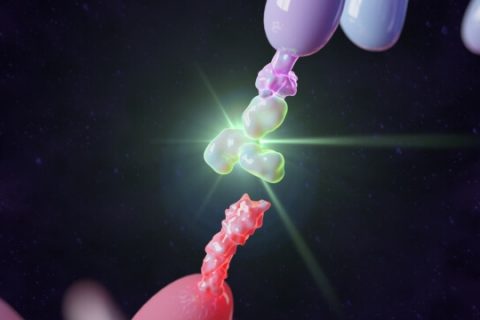 PD-1 Antibody Simulation Graphic