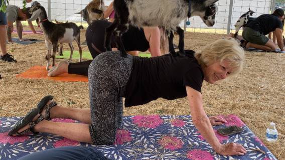 Survivor Patricia Stevens practicing goat yoga