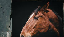 Profile of a quarter horse