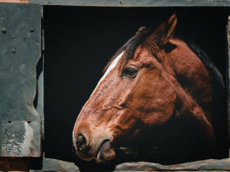 Profile of a quarter horse