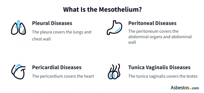 What Diseases Affect the Mesothelium? Pleural Diseases: The pleura covers the lungs and chest wall. Peritoneal Diseases: The peritoneum covers the abdominal organs and abdominal wall. Pericardial Diseases: The pericardium covers the heart. Tunica Vaginalis Diseases: The tunica vaginalis covers the testes.