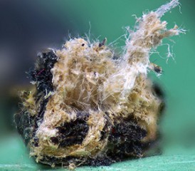 Electrical wire insulated with asbestos