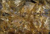 Amosite Asbestos