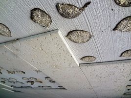 Asbestos Adhesive Ceiling