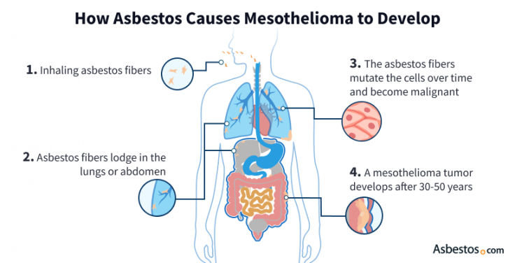 Diagram showing how asbestos develop