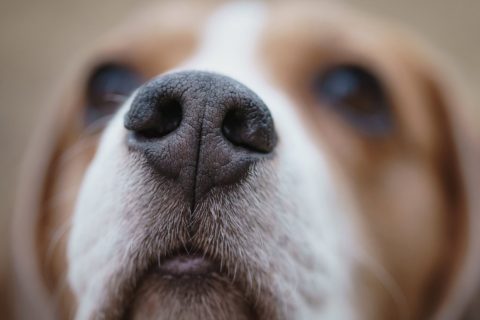 Beagle nose