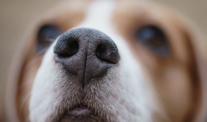 Beagle nose