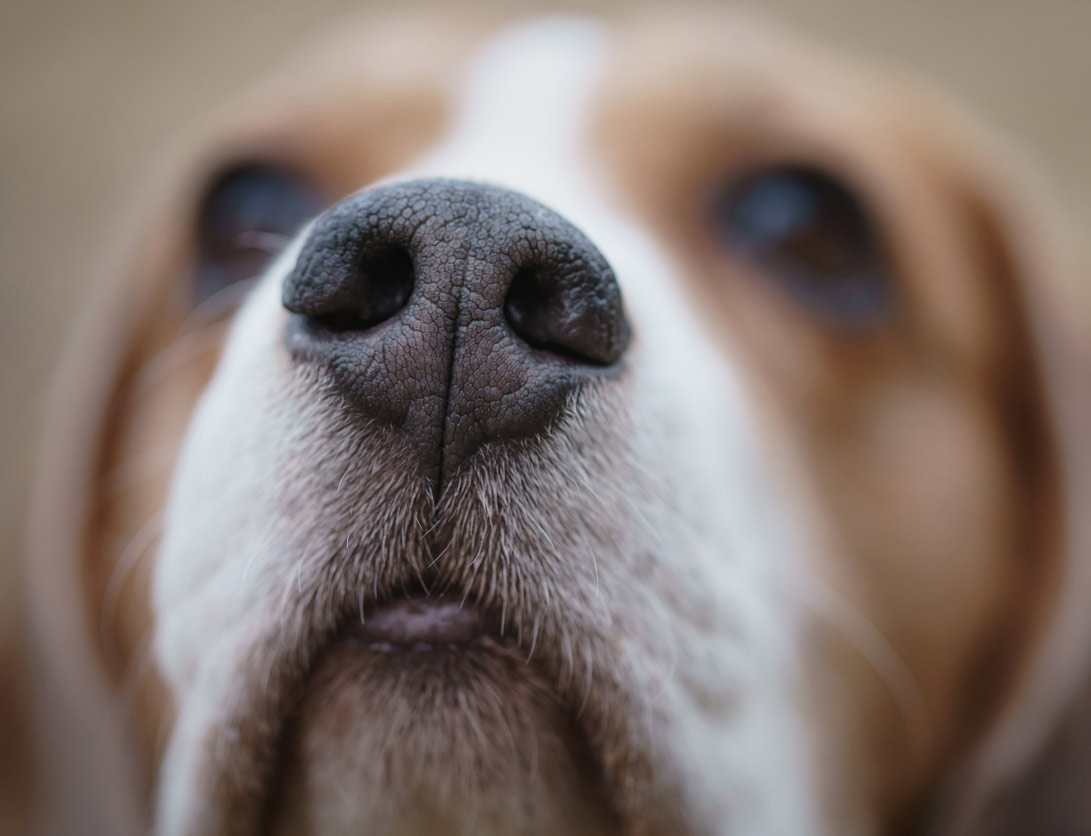 Beagle nose