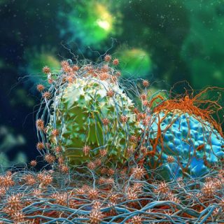 Cancer cells dividing
