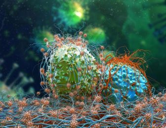 Cancer cells dividing