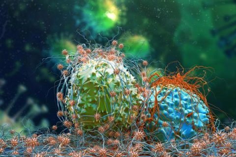 Cancer cells dividing