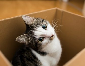 cute cat in the box