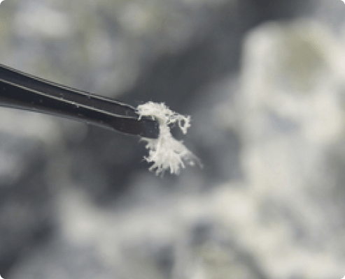 A small clump of chrysotile (white) asbestos fibers held in forceps.