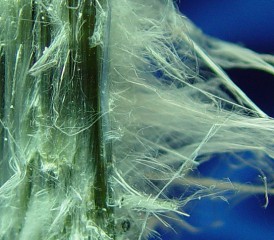 Chrysotile form of Asbestos