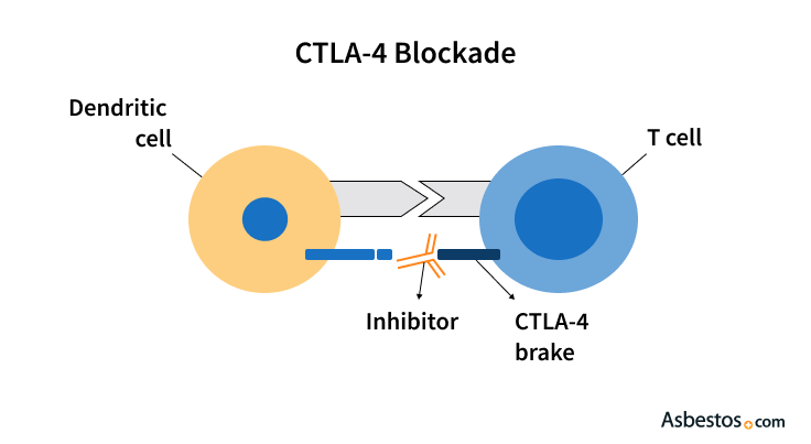 Illustration depicting an antibody inhibitor blocking the connection between a dendritic cell and the CTLA-4 receptor on a T cell.