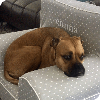 Sweet dog laying on chair