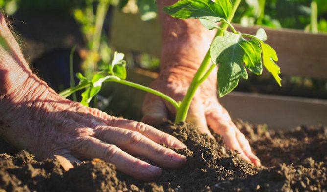 Gardener planting tomatoes