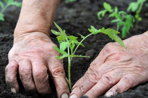 Man planting tomato seedling