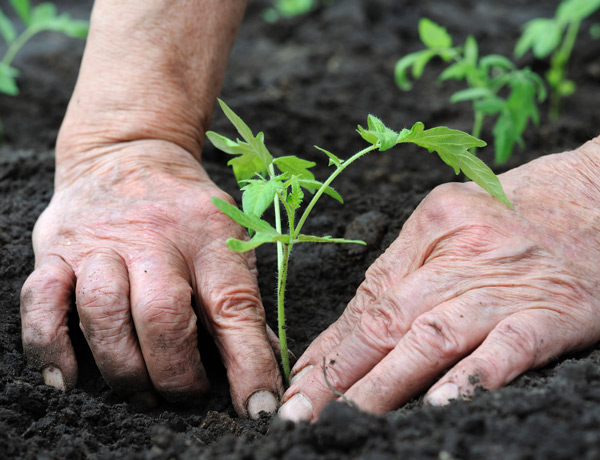 Man planting tomato seedling