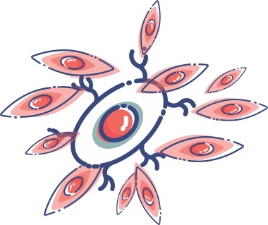 CAR T cells, or genetically engineered immune cells, attack a cancer cell