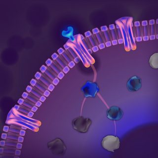 Immunotherapy checkpoint inhibitor