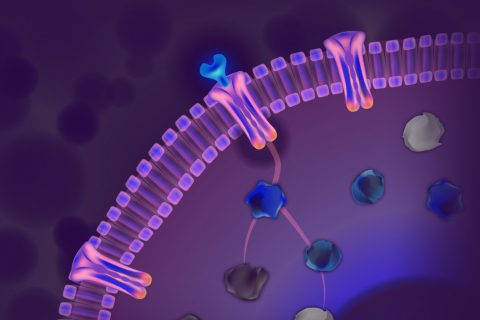 Immunotherapy checkpoint inhibitor