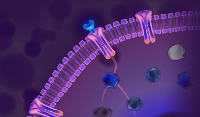 Immunotherapy checkpoint inhibitor