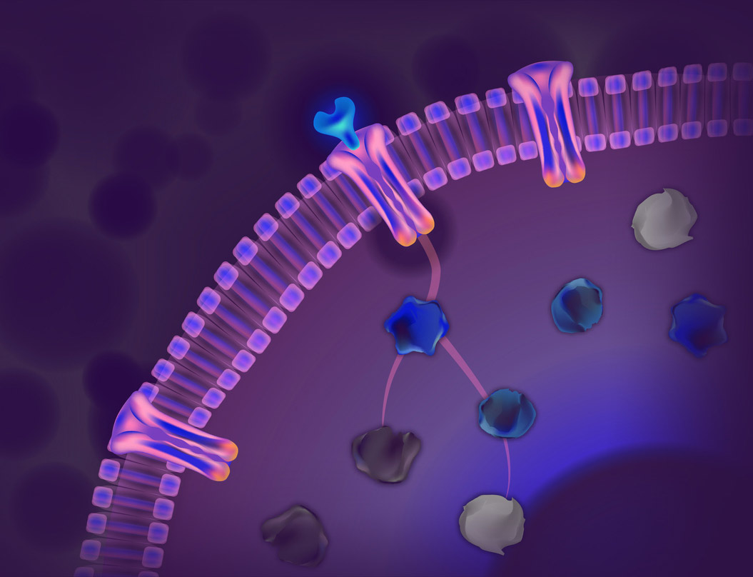 Immunotherapy checkpoint inhibitor