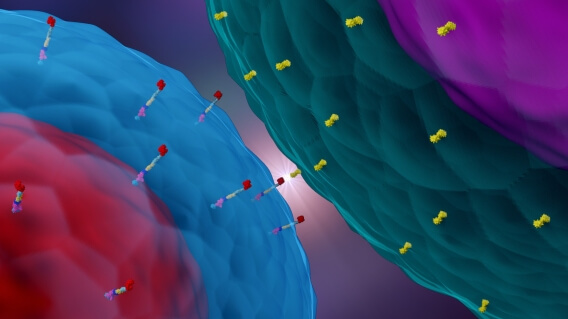 Graphic of immunotherapy car T cell