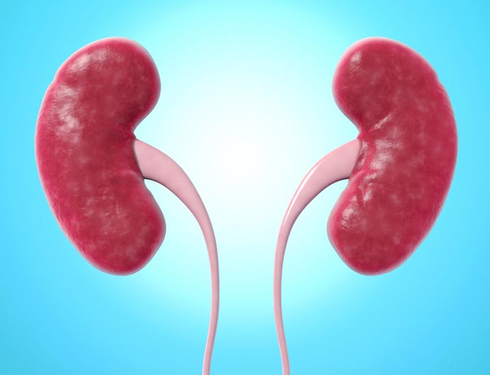 Human kidneys Human kidneys