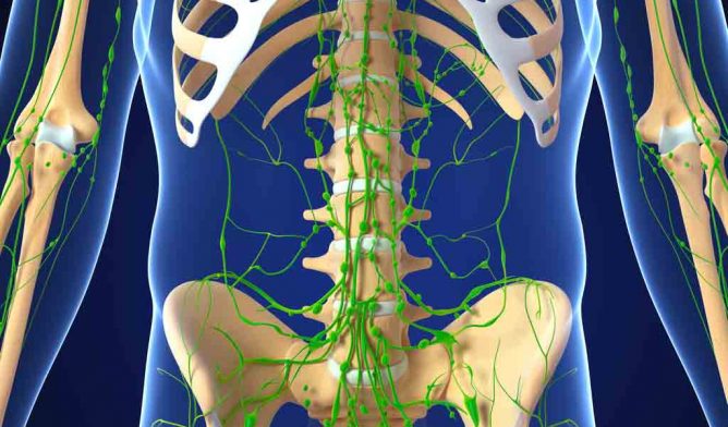 Lymphatic system