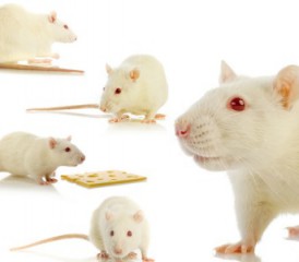 Many white mice with red eyes