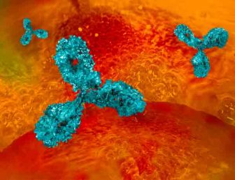 Monoclonal antibody rendering