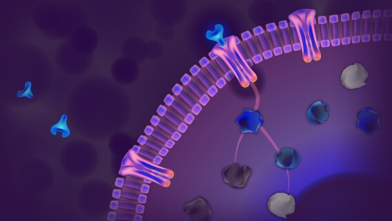 Depiction of monoclonal antibodies in cells